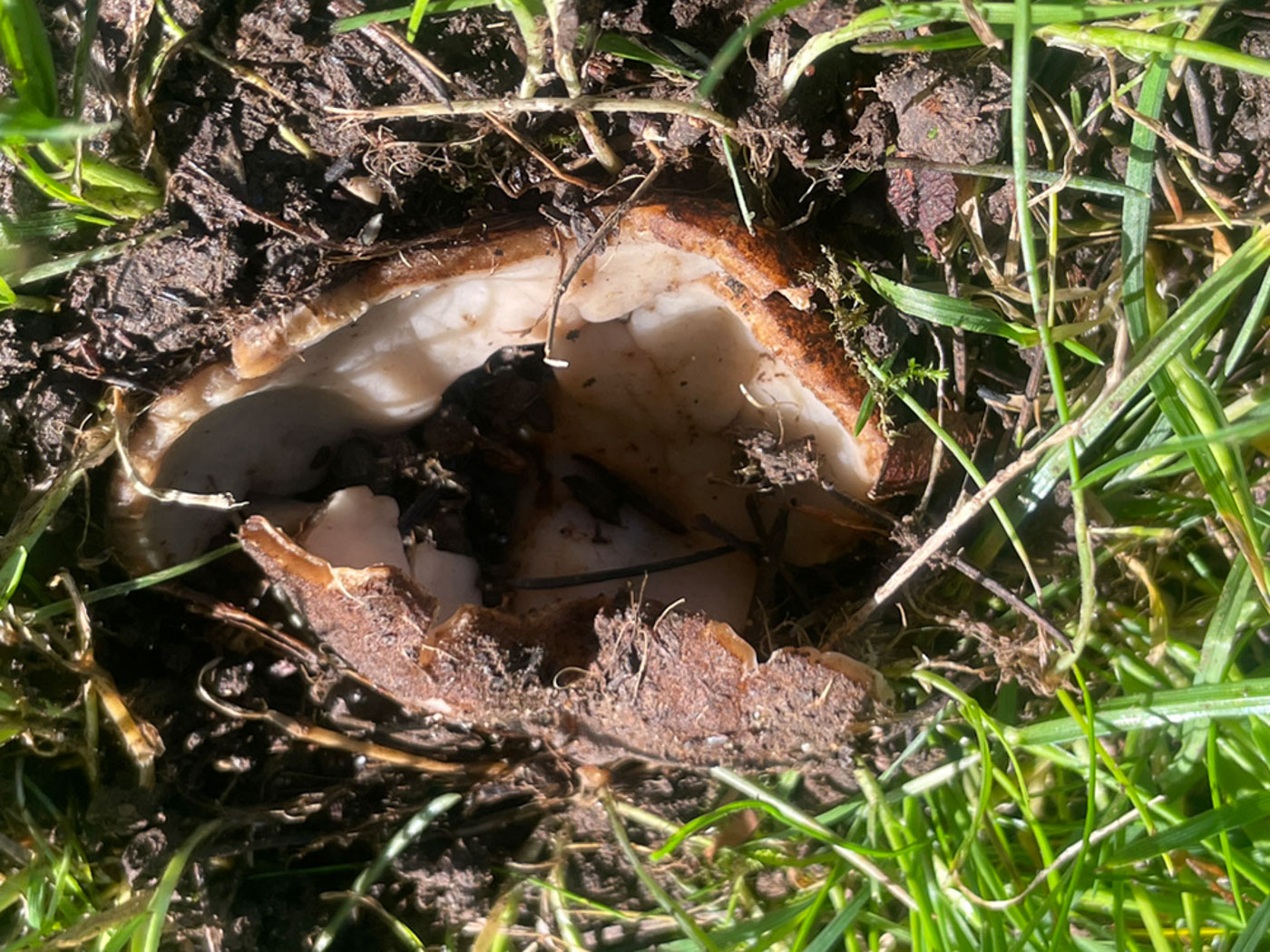 Photo © Sarah Ebdon Geopora sumneriana by Sarah Ebdon